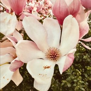 Meet your Posher, Ana